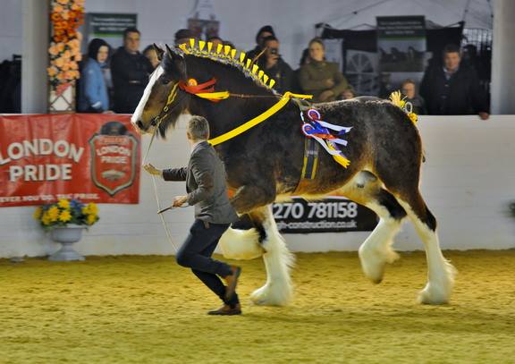 Schumanns Eregon - Shire Horse